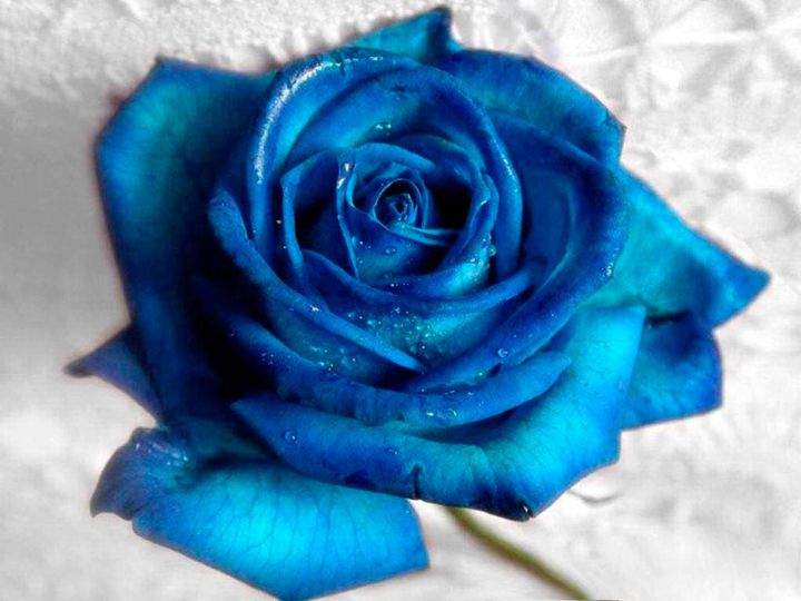Flor azul brillante